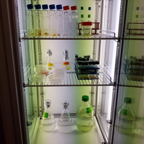 Copyright_EMBRC France_Banyuls_Bacterial Culture Collection_
